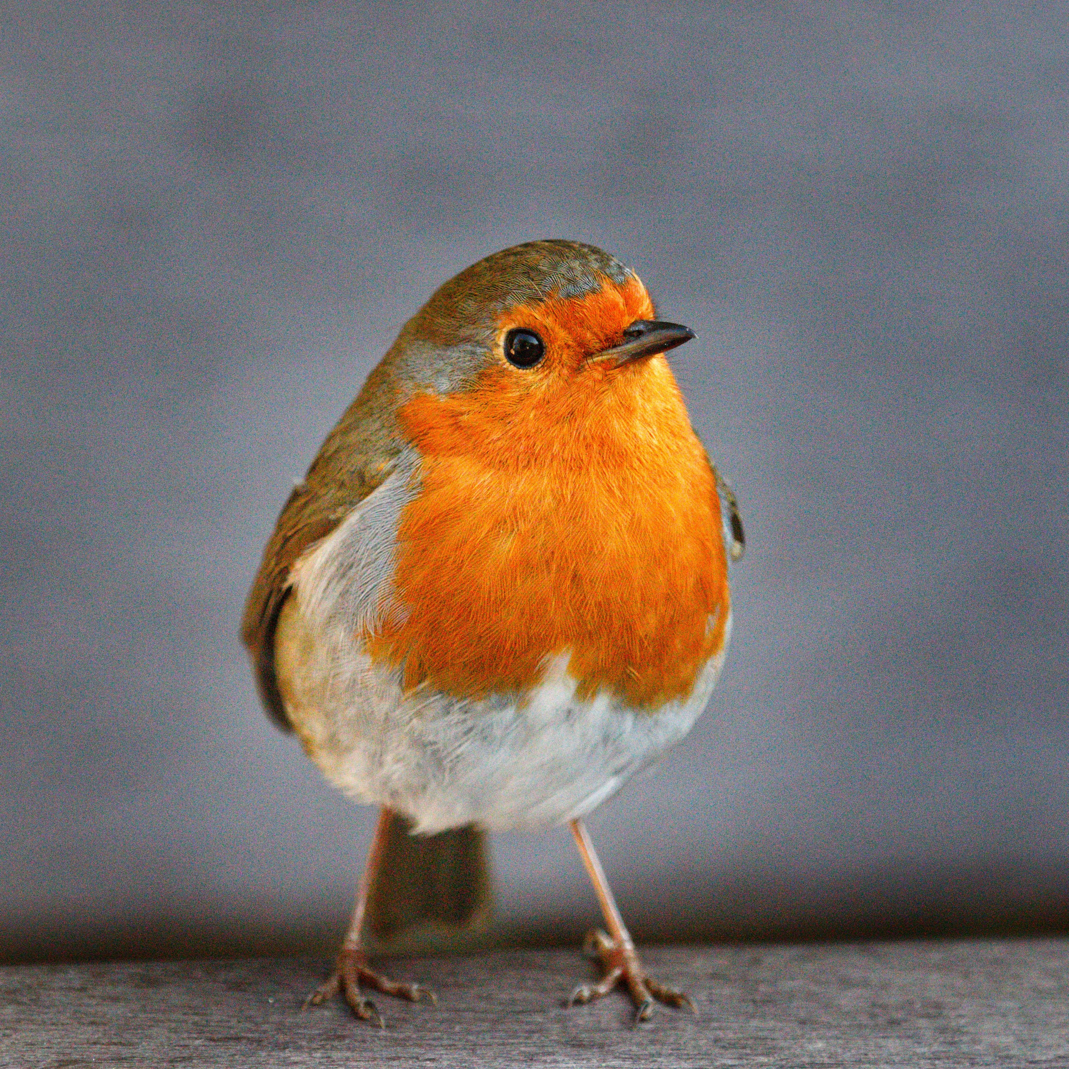 Close-up of a European Robin Perched · Free Stock Photo