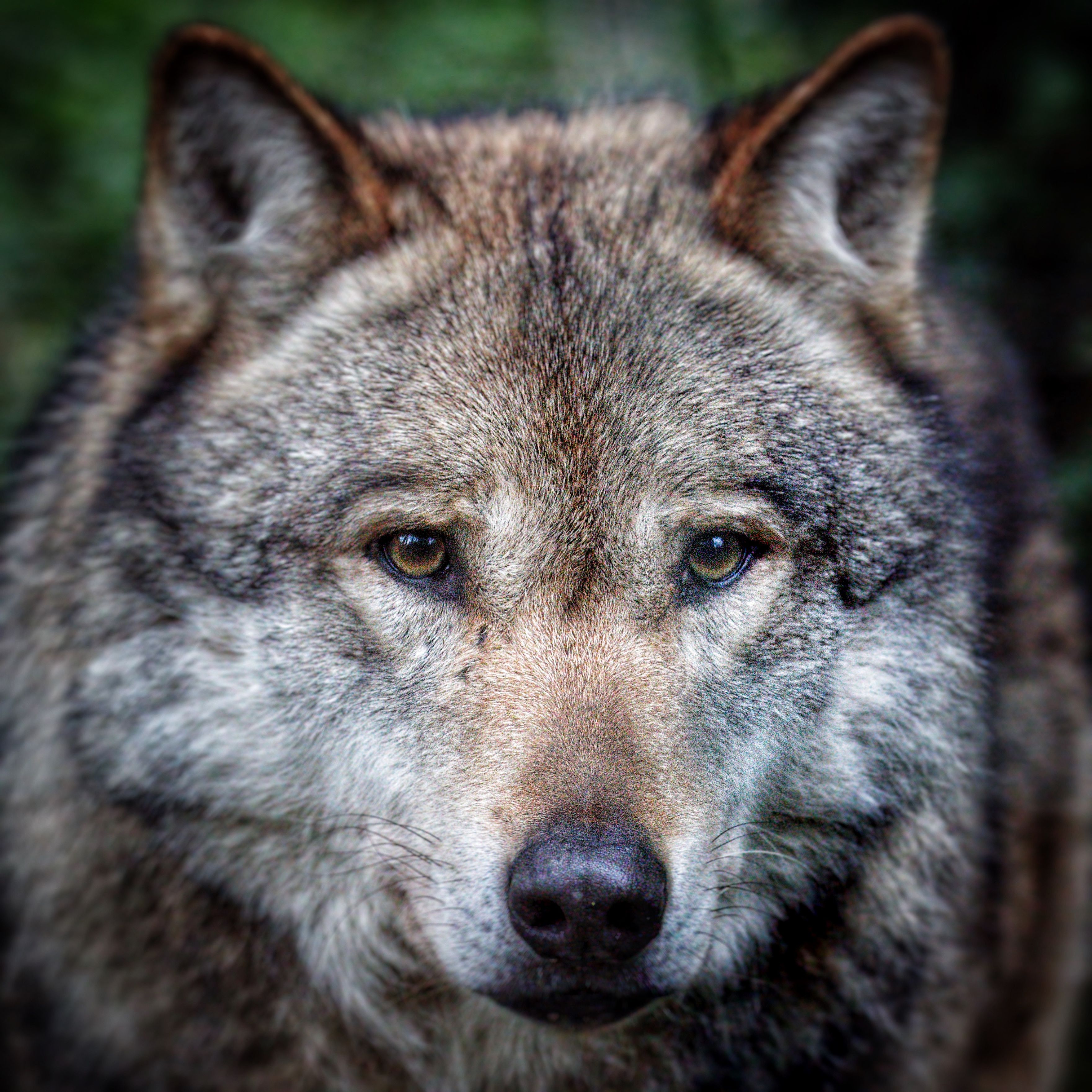 Close-Up Portrait of a Gray Wolf in Nature · Free Stock Photo