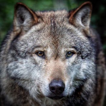 Werewolf