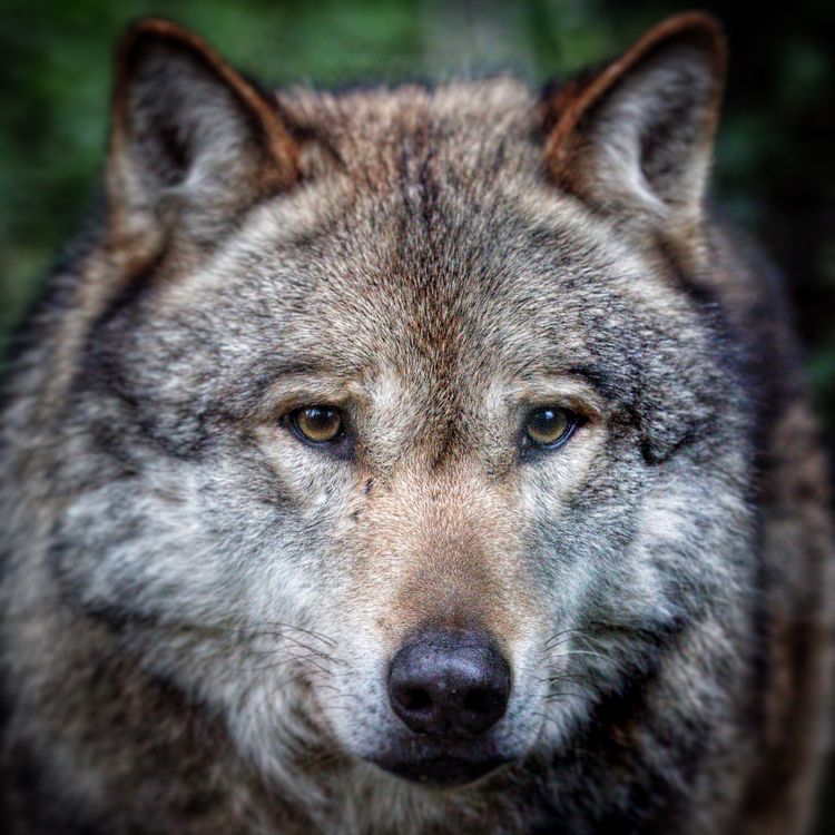 Close-Up Portrait of a Gray Wolf in Nature · Free Stock Photo