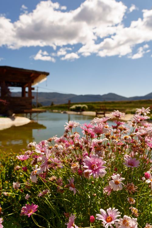 Free Pink daisies beside a peaceful pond against a mountain background under a bright sky. Stock Photo