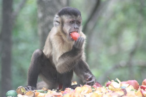 Fotobanka s bezplatnými fotkami na tému Apple, divé zviera, hladný