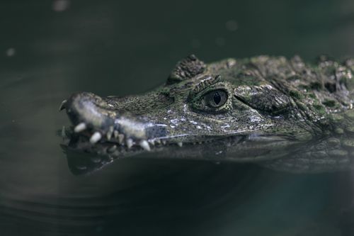Free Intimate close-up of a crocodile's head swimming in natural habitat, emphasizing texture and detail. Stock Photo