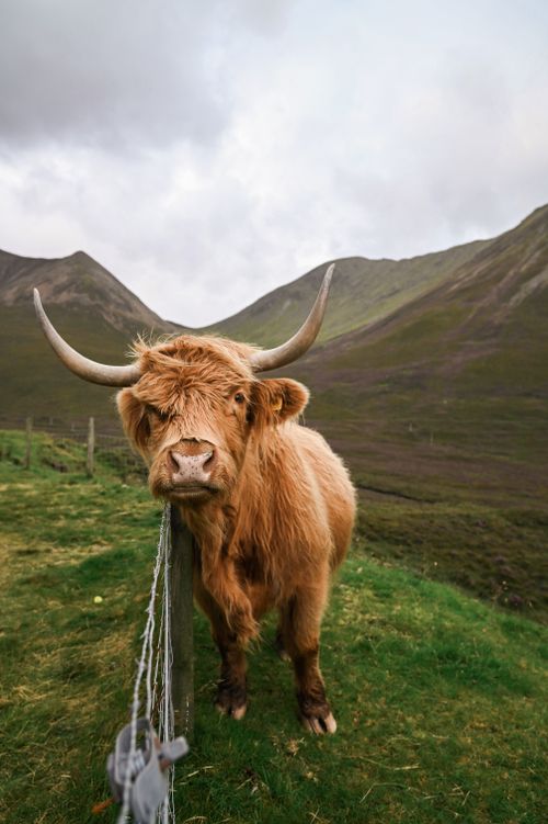 Free A majestic Highland cow stands near a fence in the rolling hills of Scotland's highlands. Stock Photo