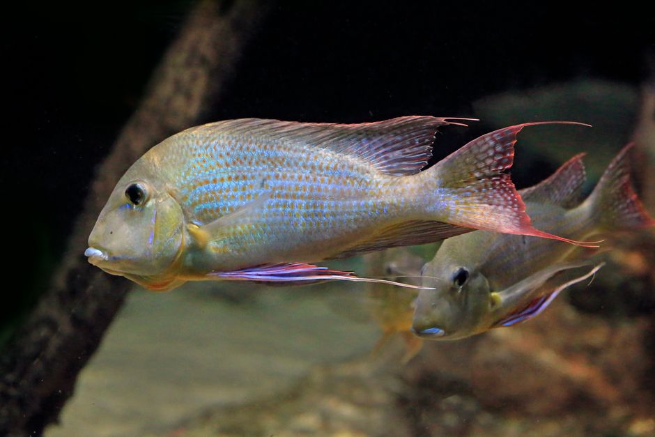 Pedilochilus