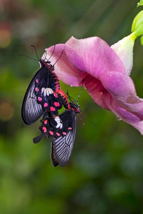 Free Two vibrant butterflies perched on a pink flower in a lush green setting, capturing nature's beauty. Stock Photo