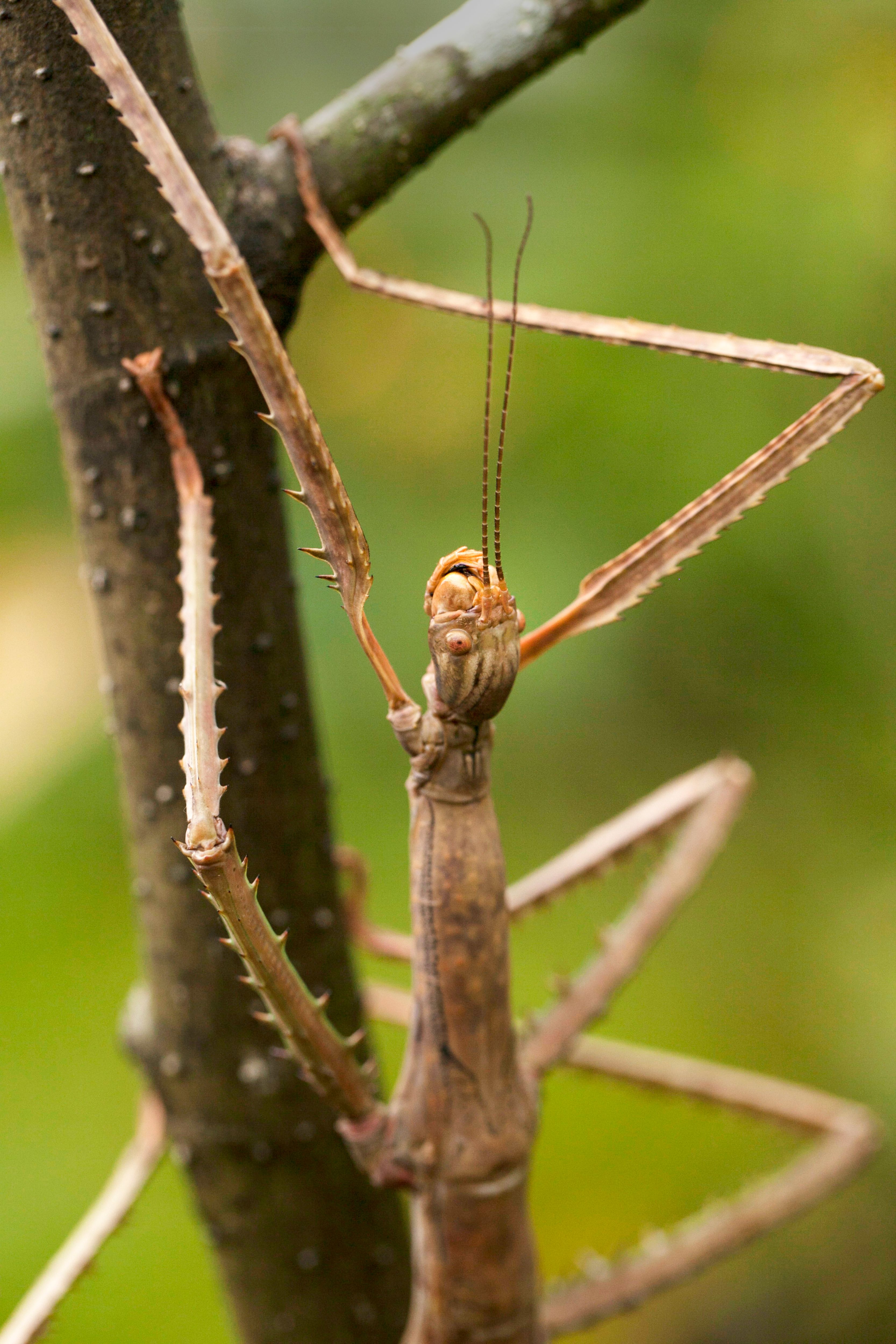 Close-up of a Stick Insect on a Branch · Free Stock Photo