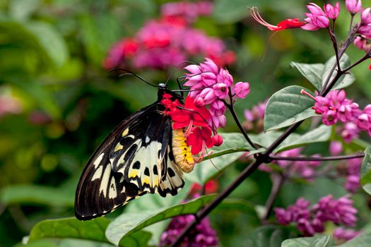 Colorful butterfly resting on bright pink flowers in lush green setting.