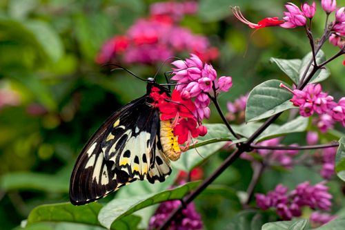 Free Colorful butterfly resting on bright pink flowers in lush green setting. Stock Photo