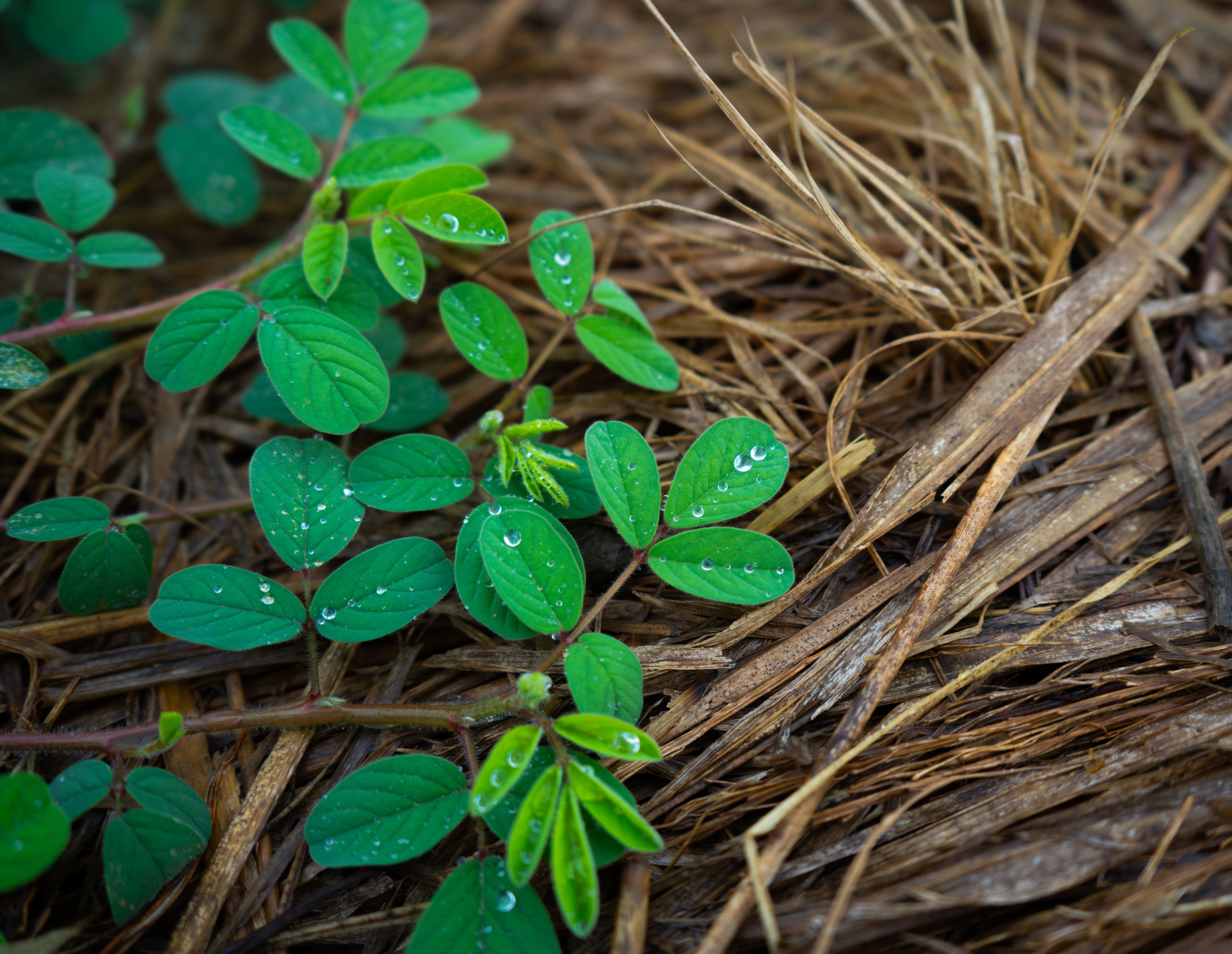 Straw-and-leaf mulch spread over the soil around young plants, with dew beading on the leaves — a cover this thick slows evaporation and keeps the surface cool.