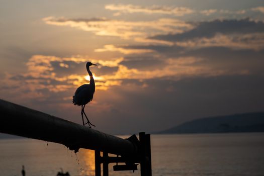 Zambezi sunset cruise — Victoria Falls