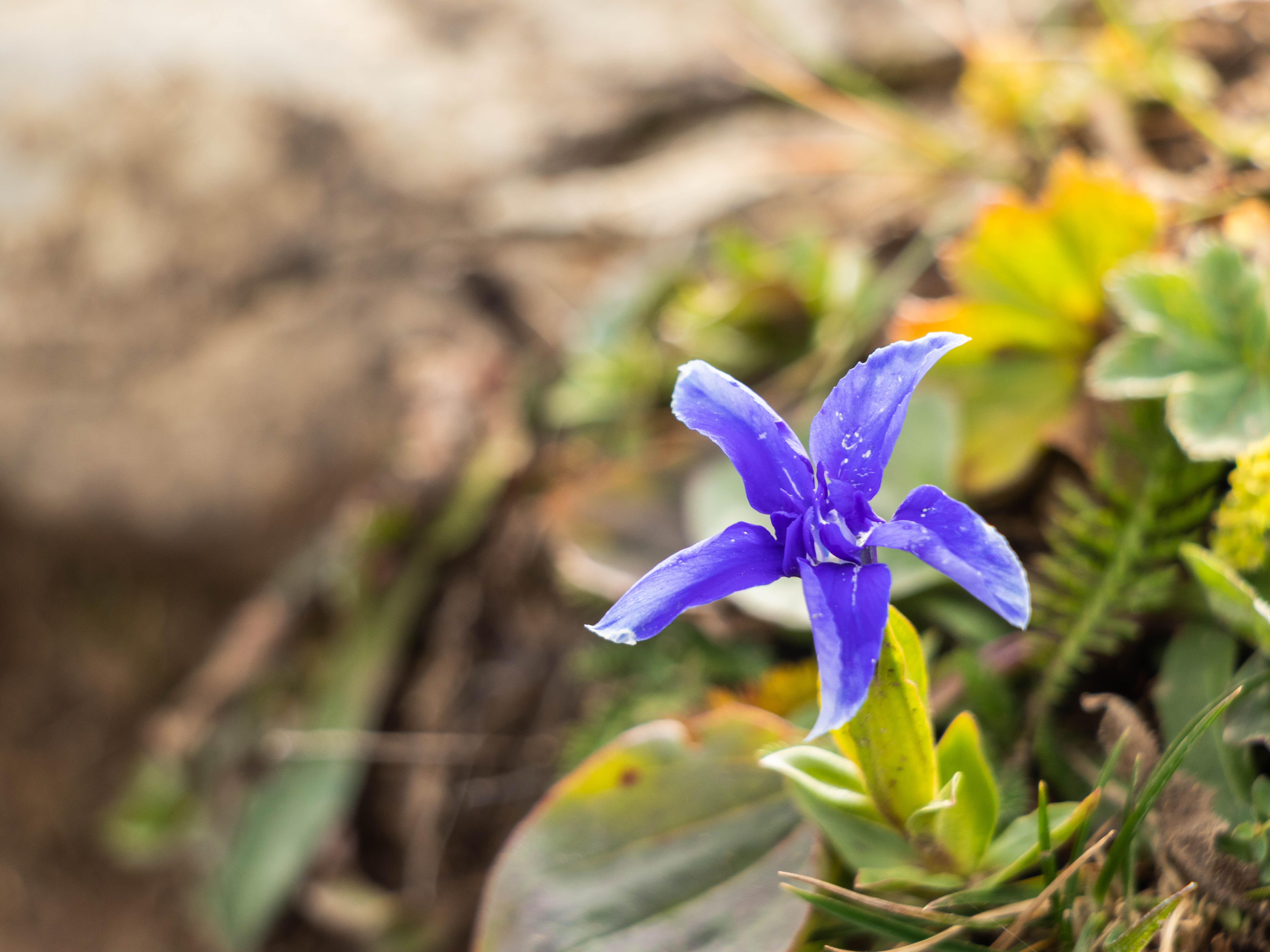 YELLOW GENTIAN Botanical Photo