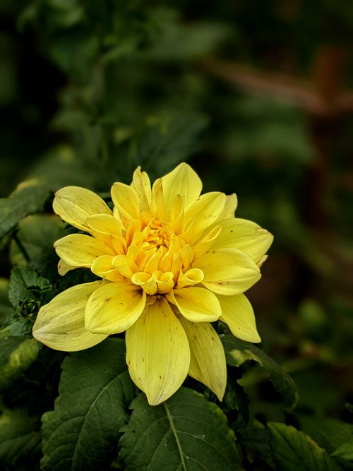 Free A vivid yellow dahlia blooming amidst lush greenery in Bangladesh, showcasing natural beauty. Stock Photo