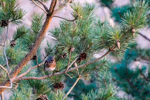 Free Fieldfare perched on a pine tree branch with cones, showcasing nature's tranquility. Stock Photo