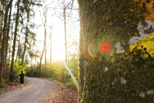 Darmowe zdjęcie z galerii z drzewo, fotografia przyrodnicza, natura