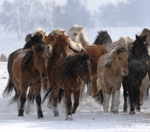 Free A herd of wild horses galloping through a snowy field during winter. Stock Photo