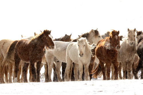 Free Group of wild horses standing in a snowy field during winter. Stock Photo