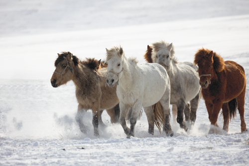 Free Group of Icelandic horses galloping through a snowy landscape, showcasing freedom and grace. Stock Photo