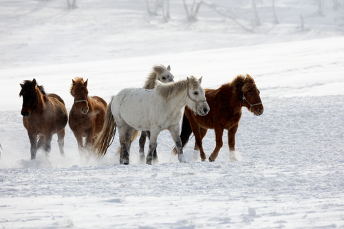 Free A group of horses running through snowy scenery during winter. Stock Photo