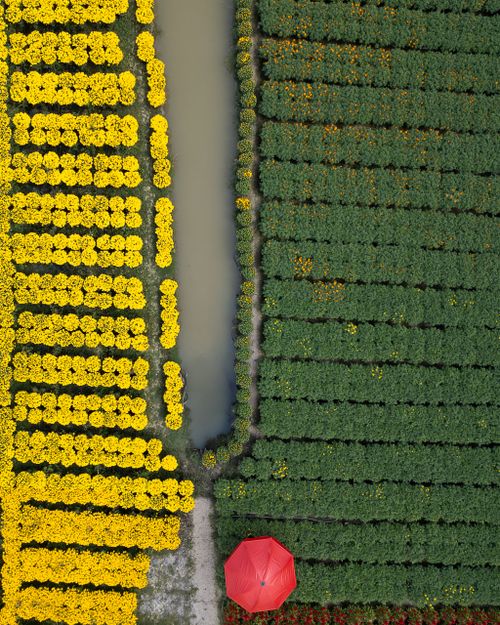 Free Stunning aerial photo of colorful flower fields in Sa Dec, Vietnam during spring. Stock Photo