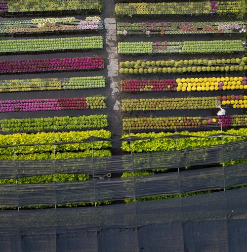 Free Colorful aerial view of flower market in Vietnam showcasing vibrant rows of blossoms. Stock Photo
