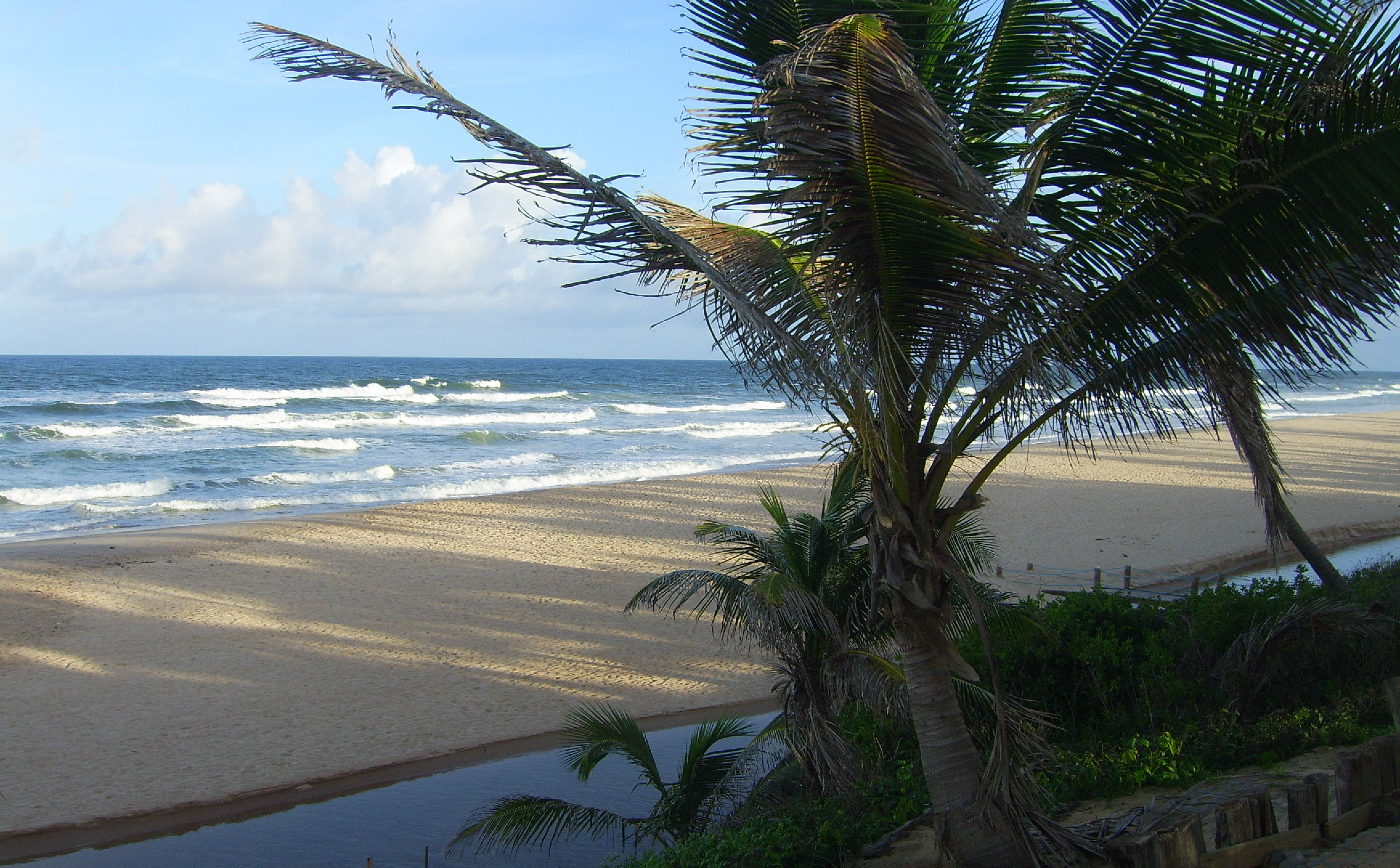 Serene tropical beach with palm trees and gentle ocean waves under a bright sky.