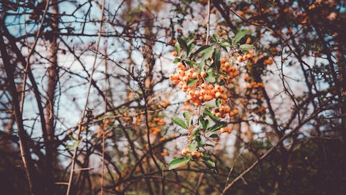 Imagine de stoc gratuită din plante salbatice