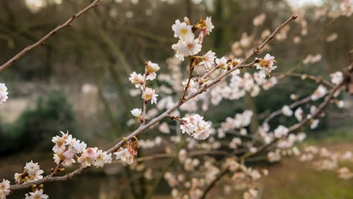 桃子, 盛開的鮮花 的 免費圖庫相片