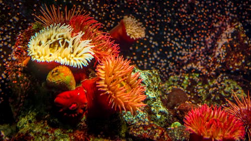 水族館 的 免費圖庫相片