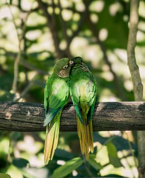 Two vibrant green parakeets perched on a branch, showcasing nature's beauty and harmony.