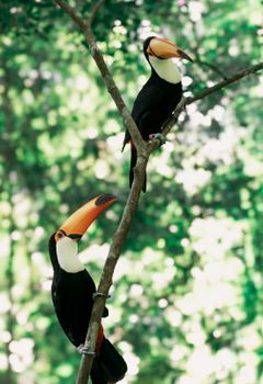 Two vibrant toucans sitting on a branch amidst lush greenery, showcasing nature's vivid colors.