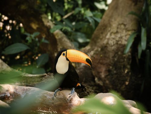 Free A colorful toucan perched among lush vegetation, showcasing nature's beauty in a tropical forest. Stock Photo