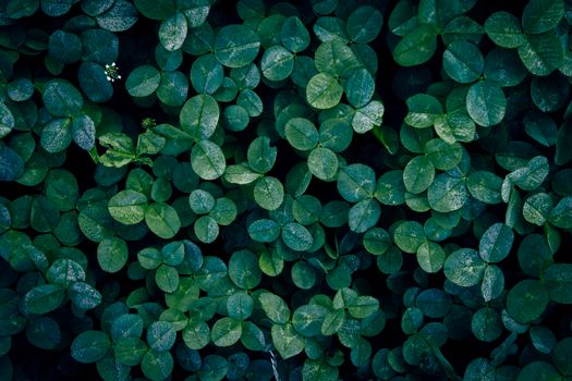 Close-up of fresh clover leaves covered in dew, showcasing vibrant green foliage and texture.