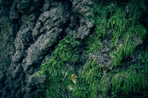 Free Detailed close-up of moss-covered tree bark showcasing rich textures and natural patterns. Stock Photo