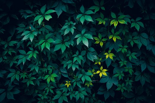 Detailed view of vibrant green Virginia creeper leaves with dark foliage creating a natural texture.