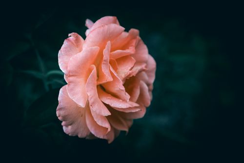 Free Beautiful close-up of a fresh pink rose with dew droplets on petals against a dark, blurred background. Stock Photo