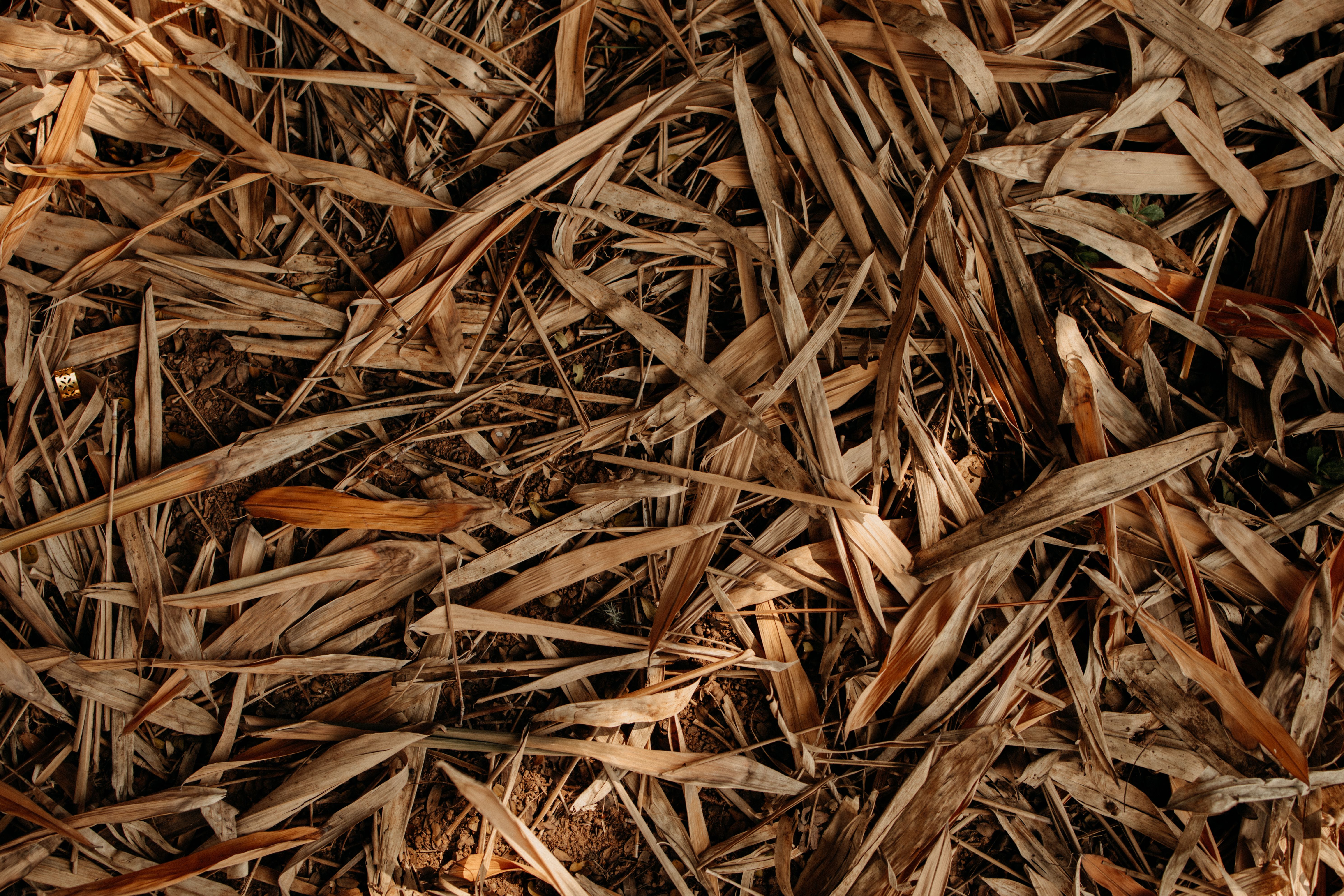 A layer of dry straw and crop residue spread over bare soil — mulch like this cuts evaporation and keeps roots cooler through a dry spell.