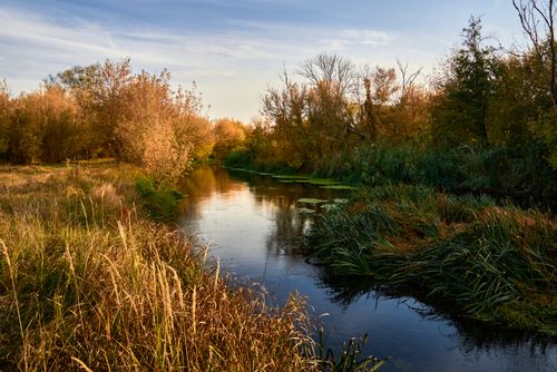 Free Tranquil autumn creek surrounded by trees and grasses, reflecting the vibrant fall colors. Stock Photo