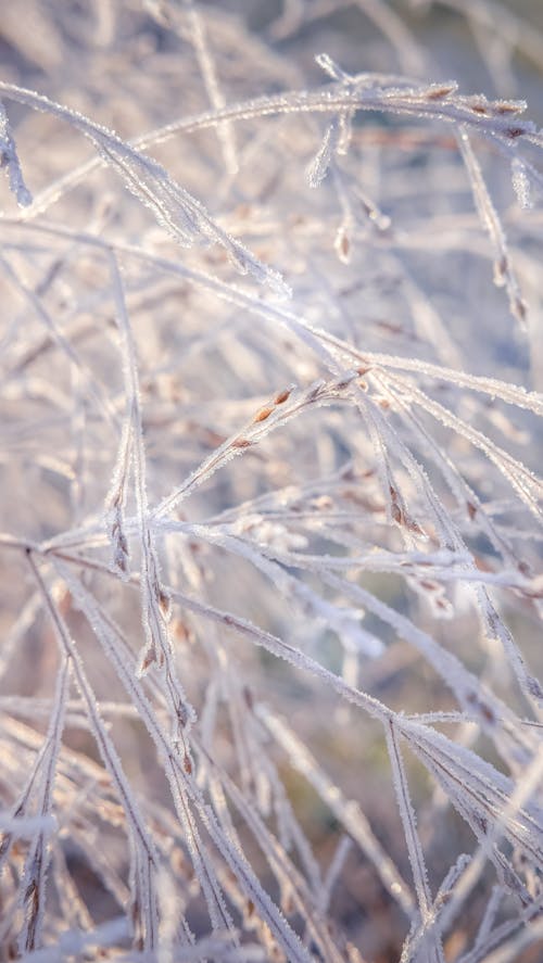 擁擠的雪花, 樹葉 的 免費圖庫相片