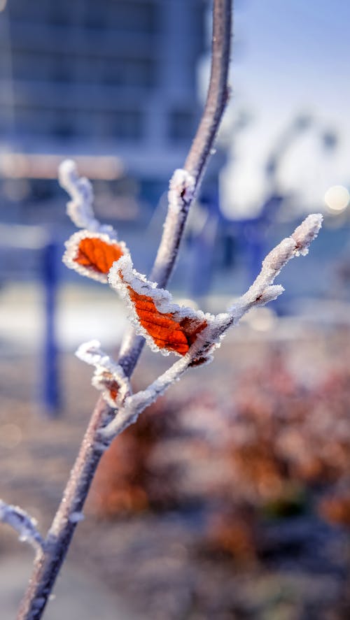 離開雪 的 免費圖庫相片