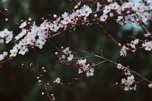 Free Delicate cherry blossoms in full bloom against a green blurred background. Stock Photo