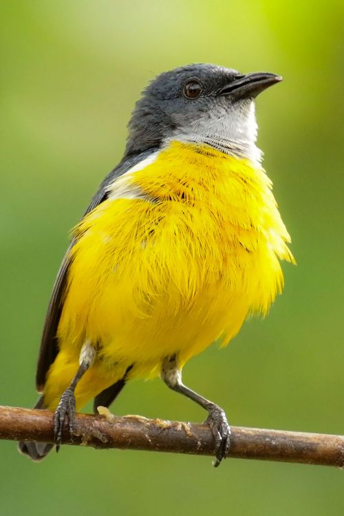 Close-Up of Yellow-Chested Bird on Branch · Free Stock Photo