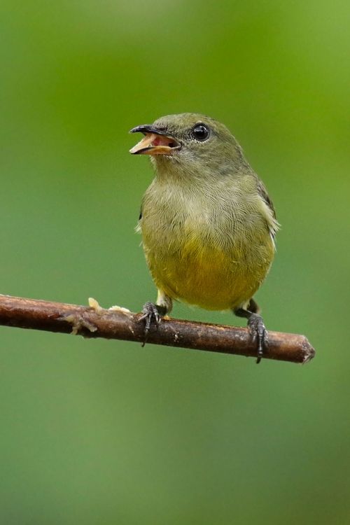 Free A vibrant small green songbird perched on a branch, captured in natural habitat. Stock Photo