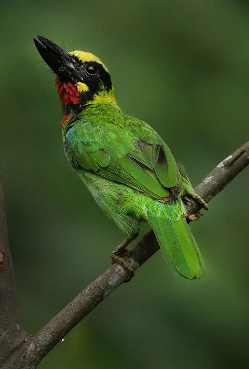 Free A vibrant barbet with green plumage perched on a branch against a blurred green background. Stock Photo