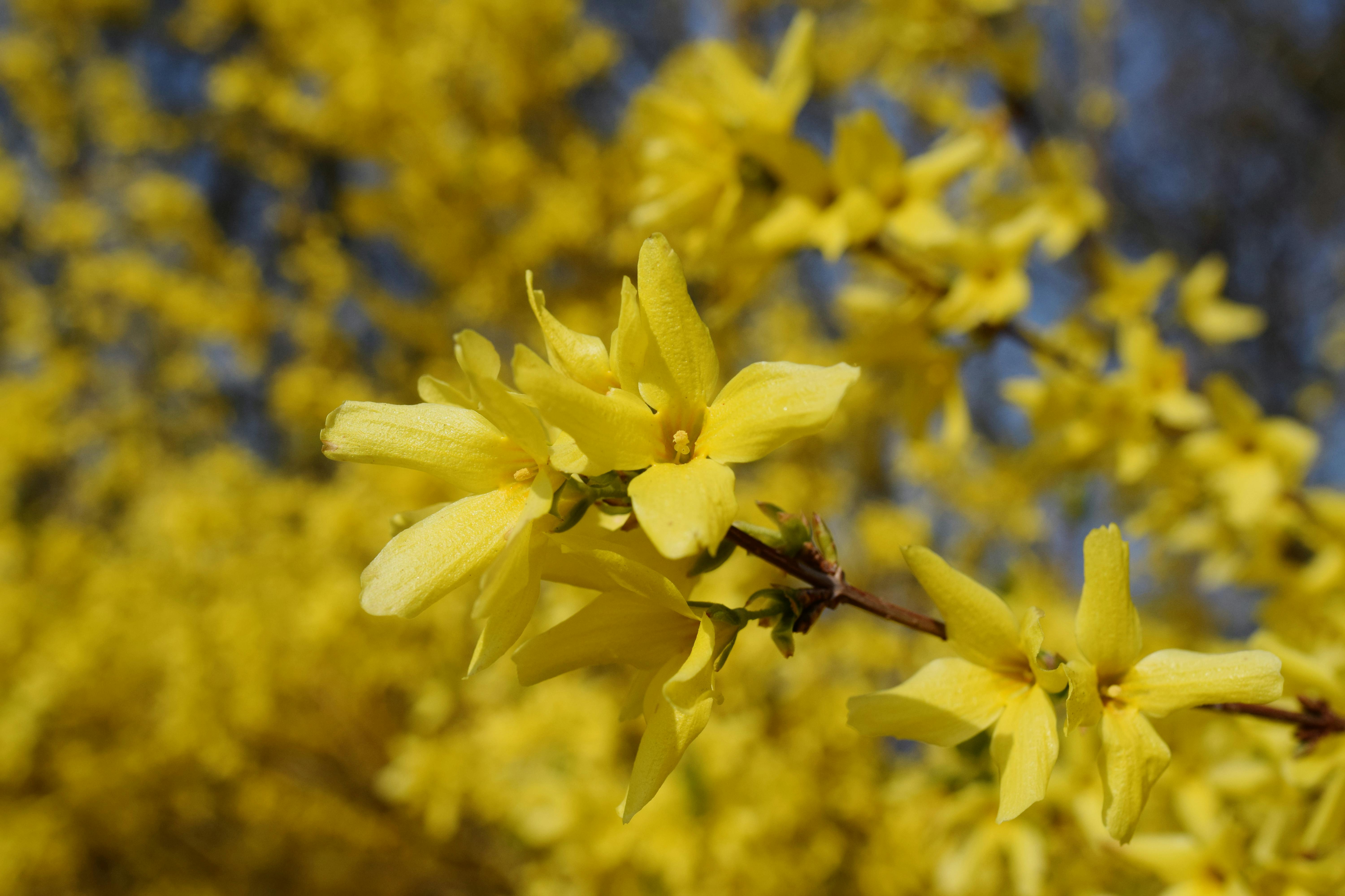 Weeping Forsythia