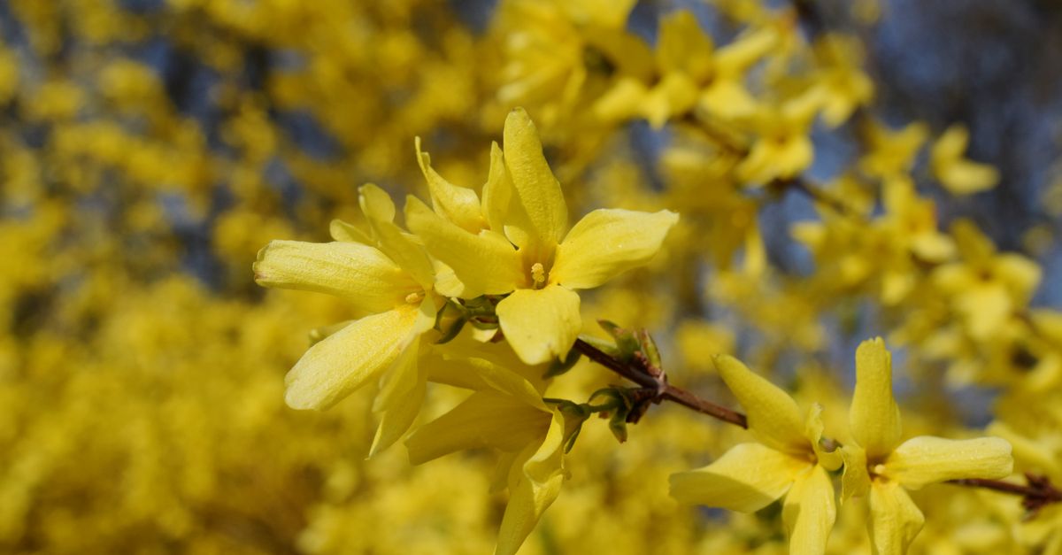 Forsythia : Guide Plantation et Taille 2026