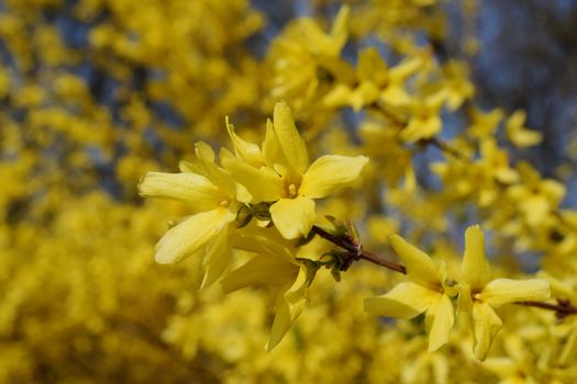 Bright yellow forsythia flowers in full bloom, capturing the essence of spring.