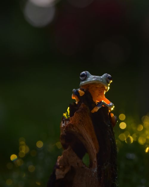 Free A vibrant tree frog perched on a log, illuminated against a dark, natural background. Stock Photo