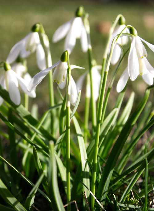 Free Close-up of white snowdrops blooming in the early spring sunshine, symbolizing renewal. Stock Photo