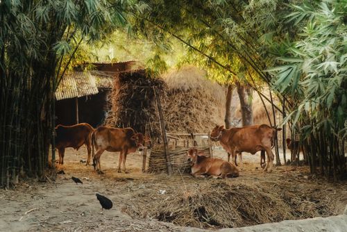 Free Serene rural farmyard scene with cows resting among bamboo and haystacks. Stock Photo